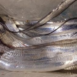 スカイマリン 釣果