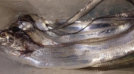 スカイマリン 釣果