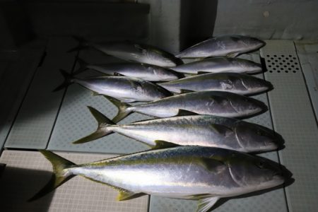 クルーズ 釣果