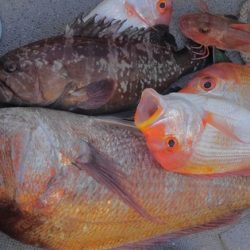 遊漁船 新鋭丸 釣果