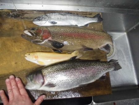 高萩ふれあいの里フィッシングエリア 釣果