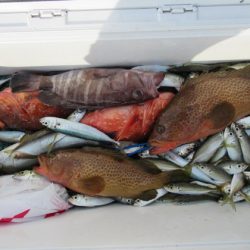 真祐丸 (しんゆうまる) 釣果