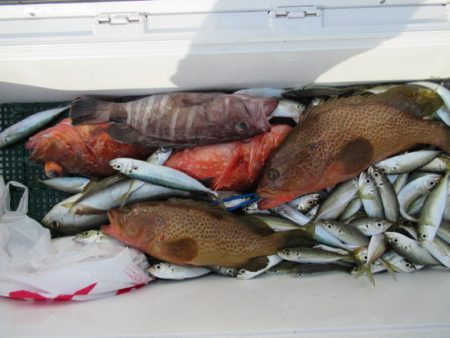 真祐丸 (しんゆうまる) 釣果