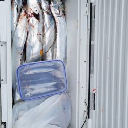 遊漁船 ニライカナイ 釣果