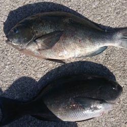 しば渡船 釣果