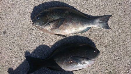 しば渡船 釣果