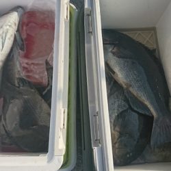 しば渡船 釣果