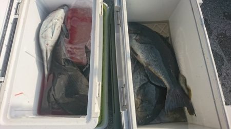 しば渡船 釣果