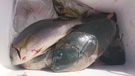 しば渡船 釣果