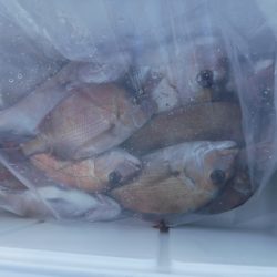 遊漁船 幸友丸 釣果