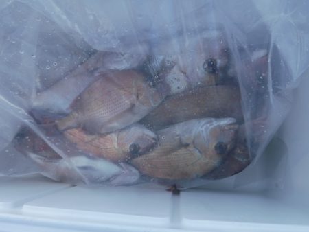 遊漁船 幸友丸 釣果