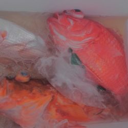 遊漁船 新鋭丸 釣果