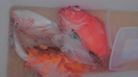 遊漁船 新鋭丸 釣果