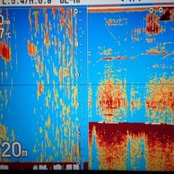 スカイマリン 釣果