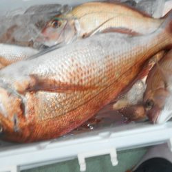 こうゆう丸 釣果