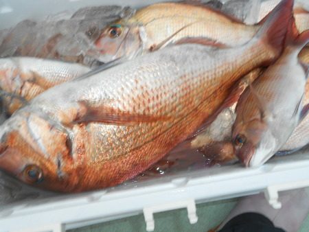 こうゆう丸 釣果