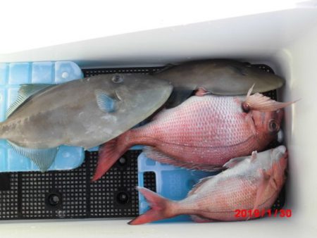 大進丸(新潟) 釣果