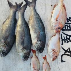 網屋丸 釣果