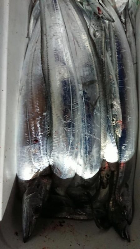 スカイマリン 釣果