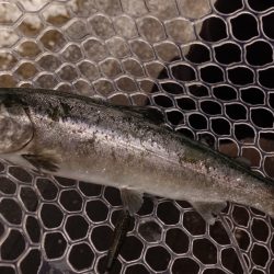 フィッシングレイクたかみや 釣果