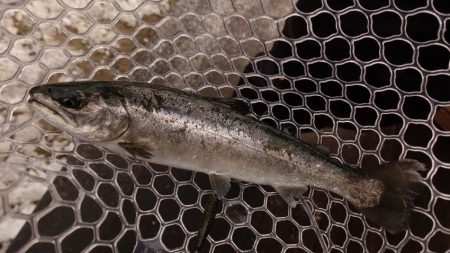 フィッシングレイクたかみや 釣果