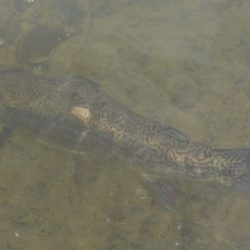 フィッシングレイクたかみや 釣果