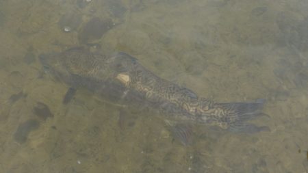 フィッシングレイクたかみや 釣果