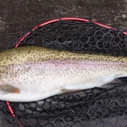 フィッシングレイクたかみや 釣果