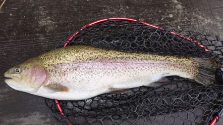 フィッシングレイクたかみや 釣果