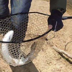 フィッシングレイクたかみや 釣果