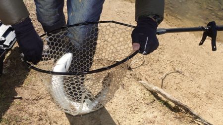 フィッシングレイクたかみや 釣果