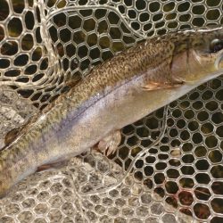 フィッシングレイクたかみや 釣果