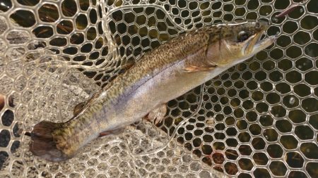 フィッシングレイクたかみや 釣果