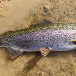 フィッシングレイクたかみや 釣果