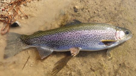 フィッシングレイクたかみや 釣果