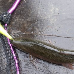 フィッシングレイクたかみや 釣果