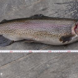 フィッシングレイクたかみや 釣果