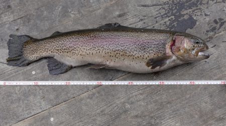 フィッシングレイクたかみや 釣果