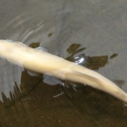 フィッシングレイクたかみや 釣果
