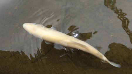 フィッシングレイクたかみや 釣果