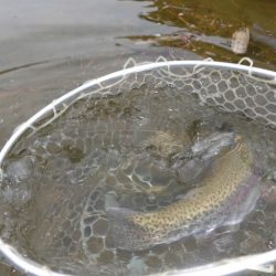 フィッシングレイクたかみや 釣果