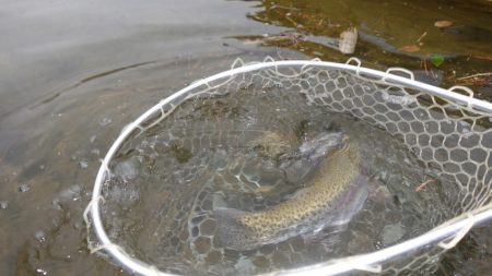 フィッシングレイクたかみや 釣果