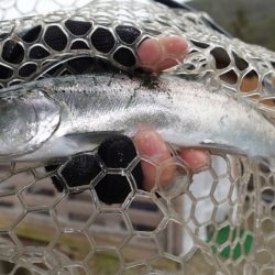 フィッシングレイクたかみや 釣果