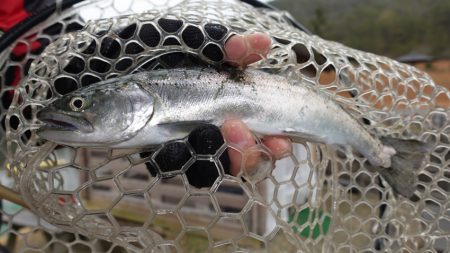 フィッシングレイクたかみや 釣果