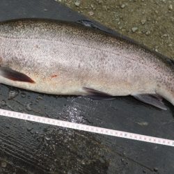 フィッシングレイクたかみや 釣果