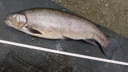 フィッシングレイクたかみや 釣果