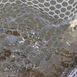 フィッシングレイクたかみや 釣果