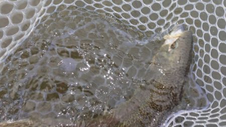 フィッシングレイクたかみや 釣果