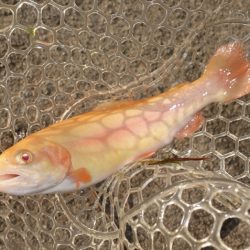 フィッシングレイクたかみや 釣果