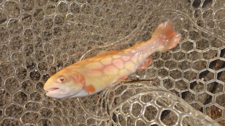 フィッシングレイクたかみや 釣果